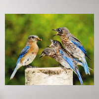 Eastern Bluebird