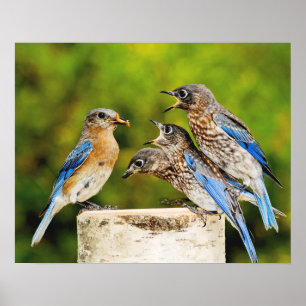 Eastern Bluebird Poster