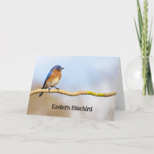 Eastern Bluebird Thank You Card