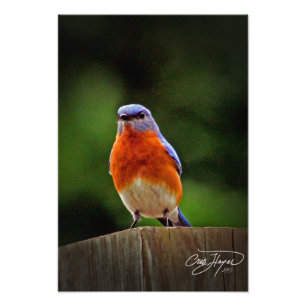 Eastern Bluebird Wall Decor Photo Print