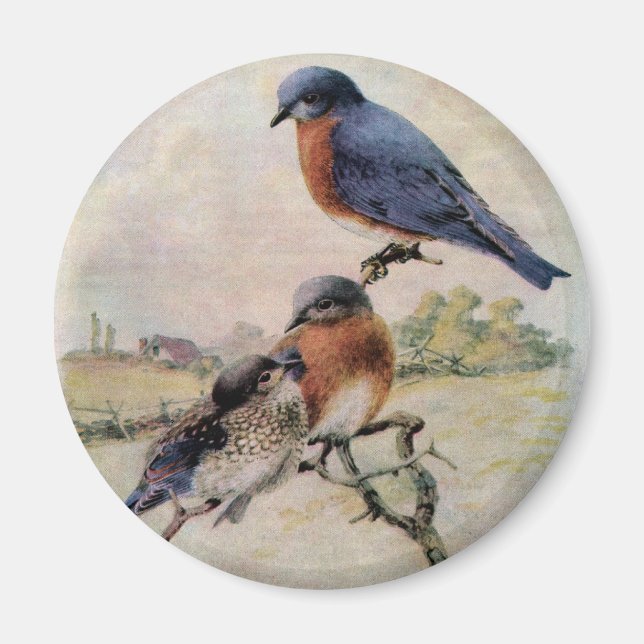 Eastern Bluebirds with Baby Bird Magnet (Front)
