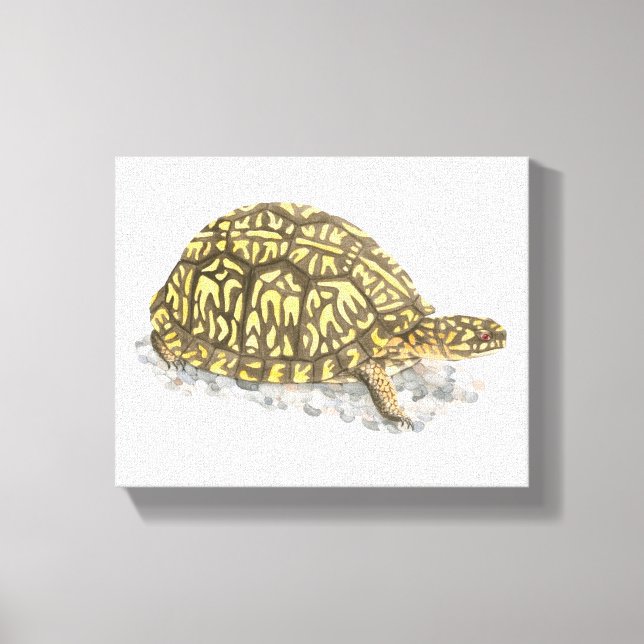 Eastern Box Turtle Canvas Print (Front)