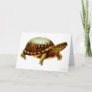 Eastern Box Turtle Card