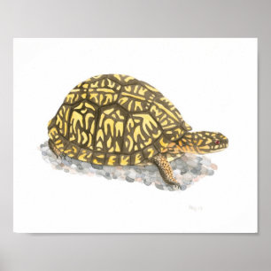 Eastern Box Turtle Fine Art Print