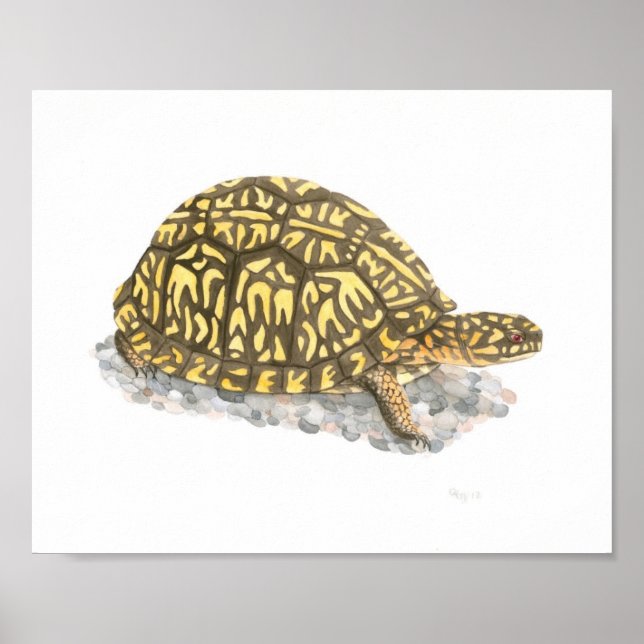 Eastern Box Turtle Fine Art Print (Front)