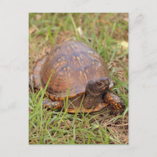 Eastern Box Turtle (North Carolina and Tennessee) Postcard