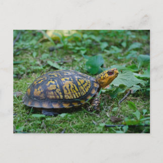 Eastern Box Turtle Postcard