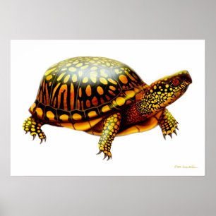 Eastern Box Turtle Print