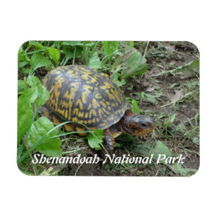 Eastern Box Turtle, Shenandoah National Park  Magnet