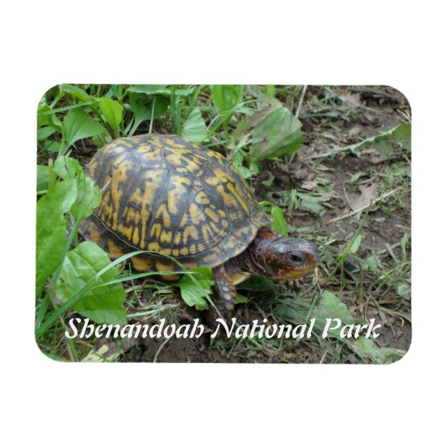 Eastern Box Turtle, Shenandoah National Park  Magnet (Horizontal)