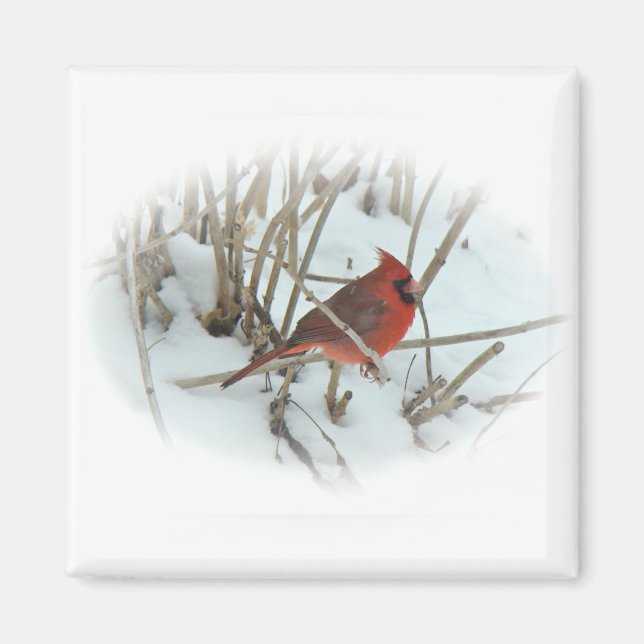 Eastern Cardinal Songbird Coordinating Items Magnet (Front)