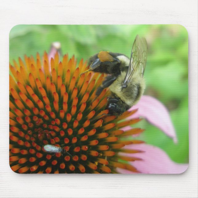 Eastern Carpenter Bee & Coneflower Series Mouse Pad (Front)