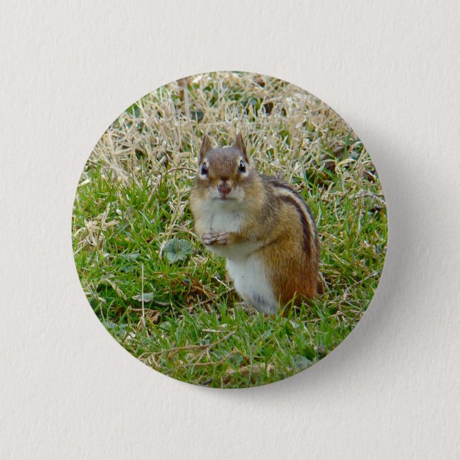 Eastern Chipmunk 6 Cm Round Badge (Front)