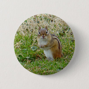 Eastern Chipmunk 6 Cm Round Badge