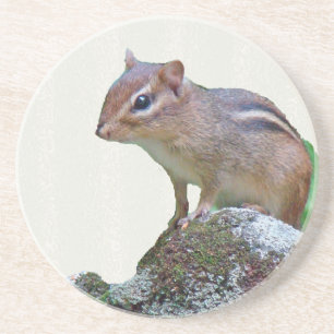 Eastern Chipmunk on Rock Coaster