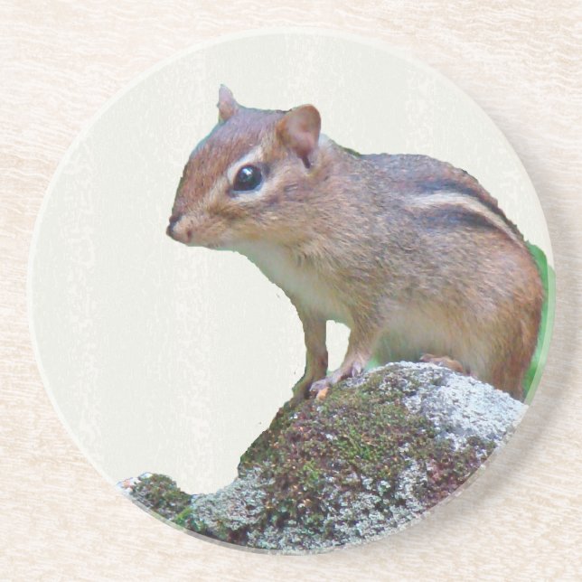 Eastern Chipmunk on Rock Coaster (Front)