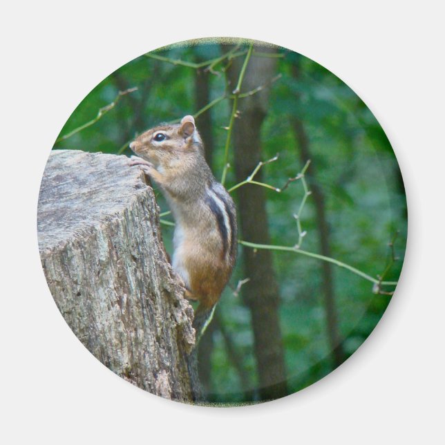 Eastern Chipmunk on Stump Magnet (Front)