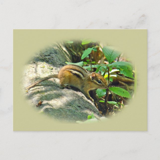 Eastern Chipmunk on Stump Postcard (Front)