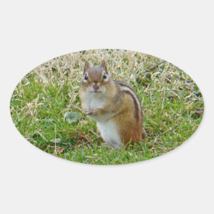 Eastern Chipmunk Oval Sticker