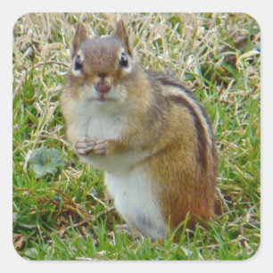 Eastern Chipmunk Square Sticker