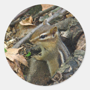 Eastern Chipmunk - Tamias striatus Classic Round Sticker