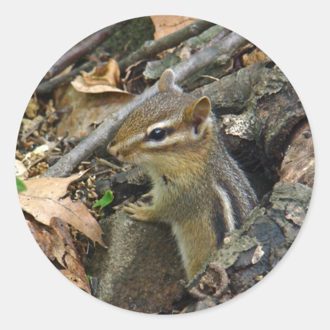 Eastern Chipmunk - Tamias striatus Classic Round Sticker (Front)
