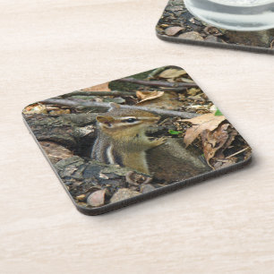 Eastern Chipmunk - Tamias striatus Coaster