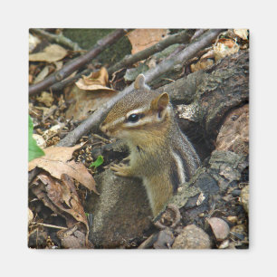 Eastern Chipmunk - Tamias striatus Magnet