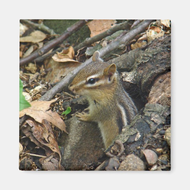 Eastern Chipmunk - Tamias striatus Magnet (Front)