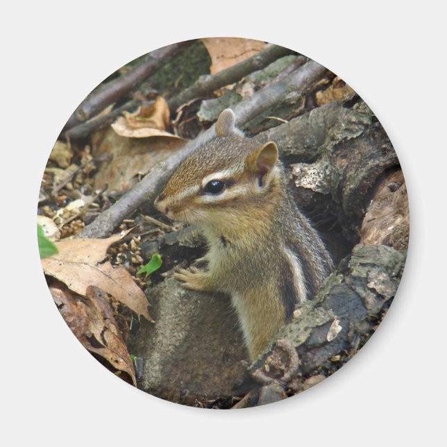 Eastern Chipmunk - Tamias striatus Magnet (Front)