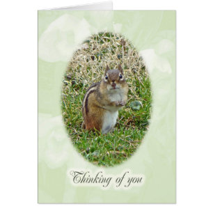 Eastern Chipmunk - Thinking of You