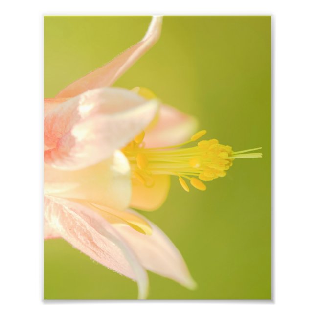 Eastern Columbine Wildflower Print (Front)
