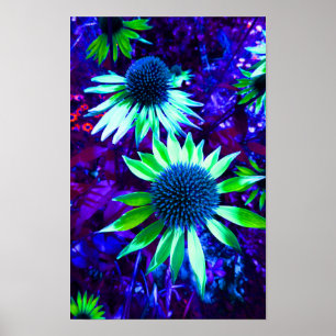Eastern Coneflower Echinacea Flowering Poster
