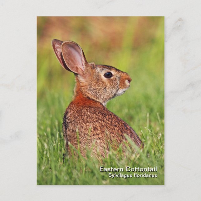 Eastern Cottontail Postcard (Front)
