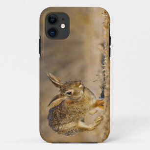 Eastern cottontail rabbit hopping iPhone 11 case