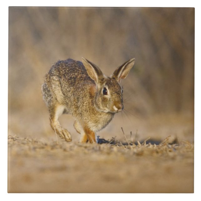 Eastern cottontail rabbit hopping ceramic tile (Front)
