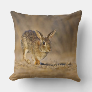 Eastern cottontail rabbit hopping cushion