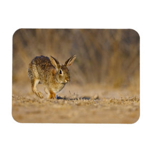 Eastern cottontail rabbit hopping magnet