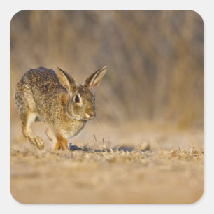 Eastern cottontail rabbit hopping square sticker