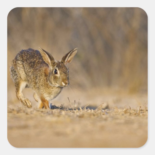 Eastern cottontail rabbit hopping square sticker (Front)