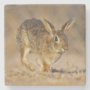 Eastern cottontail rabbit hopping stone coaster