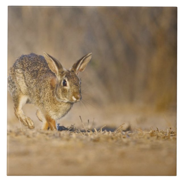 Eastern cottontail rabbit hopping tile (Front)