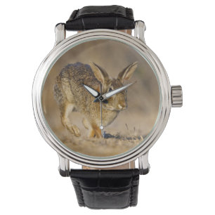 Eastern cottontail rabbit hopping watch