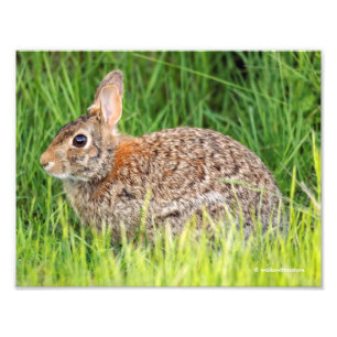 Eastern Cottontail Rabbit in the Long Grass Photo Print