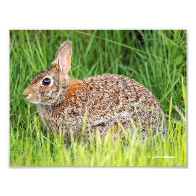 Eastern Cottontail Rabbit in the Long Grass Photo Print (Front)
