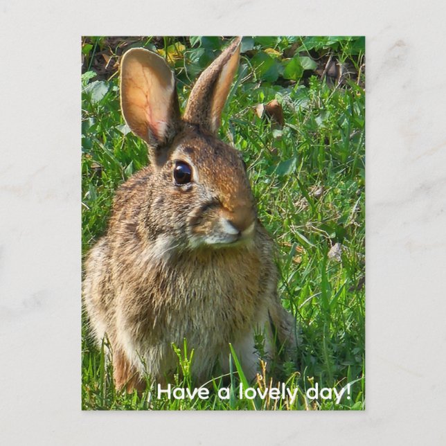 Eastern cottontail rabbit postcard (Front)