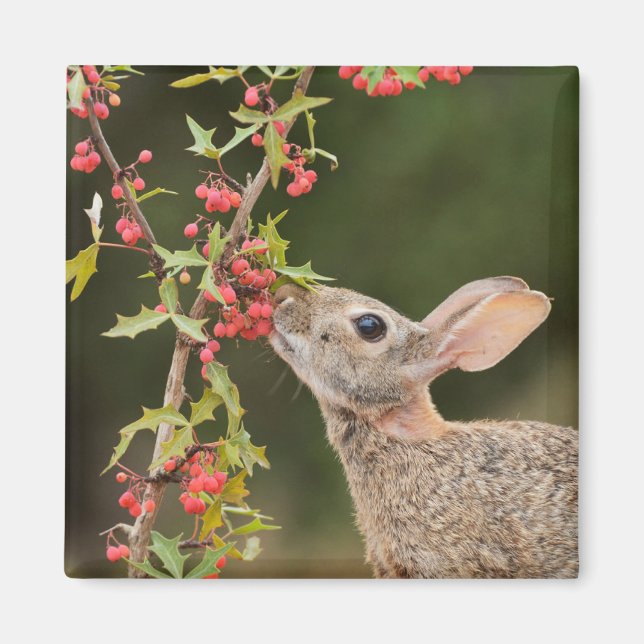 Eastern Cottontail | South Texas Magnet (Front)