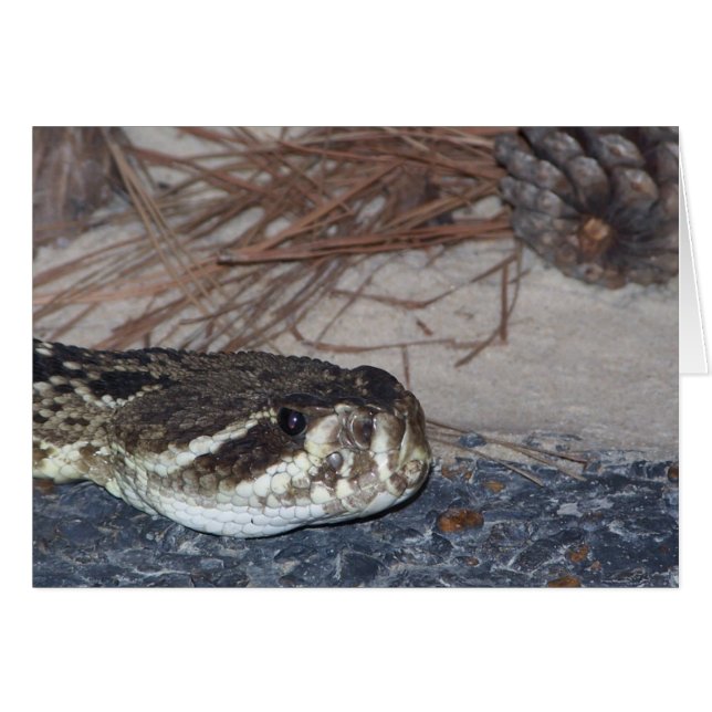 eastern diamondback rattlesnake (Front Horizontal)