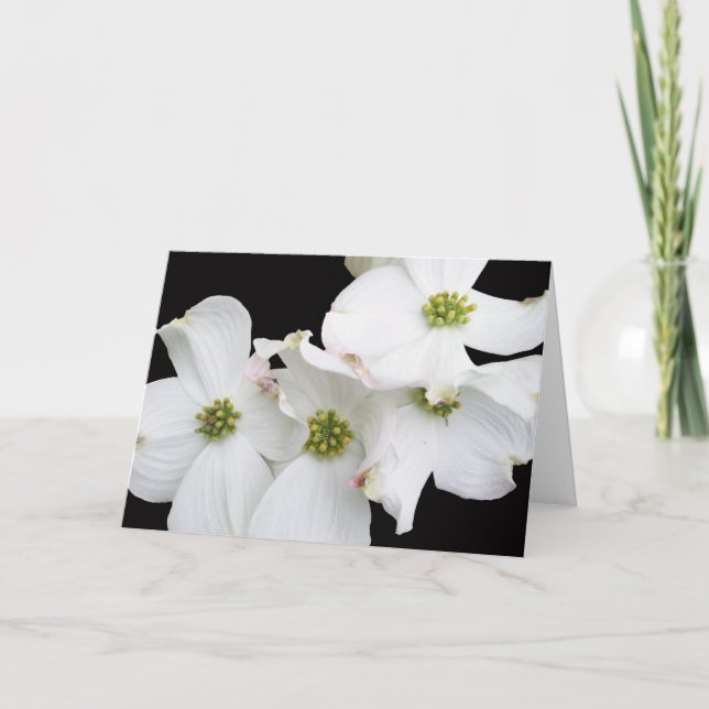 Eastern Dogwood Blossoms - Cornus florida Holiday Card (Front)