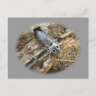 Eastern Eyed Elater Click Beetle - Alaus oculatus Postcard